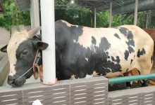 Kisah Inspiratif Bang Latif, Betawi Muda Jual Kambing, Sapi, dan Kerbau