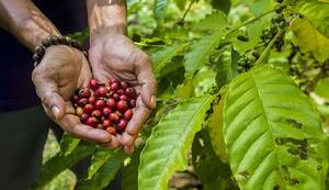 Banjarbaru Kalimantan Selatan Berkomitmen Jadi Kota Sejuta Kopi