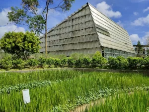 Rumah Atsiri Indonesia, Dibangun Oleh Bung Karno Berkembang di Era Jokowi